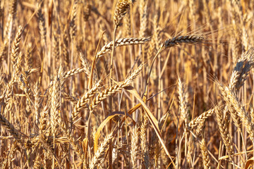 Wheat field and blue sky