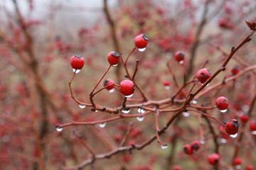 Beautiful red berries on a hawthorn bush