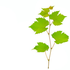 Vine and leaves isolated on white background. Free space for text.