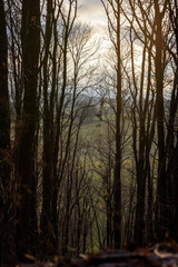 Winterwald bei Abenddämmerung