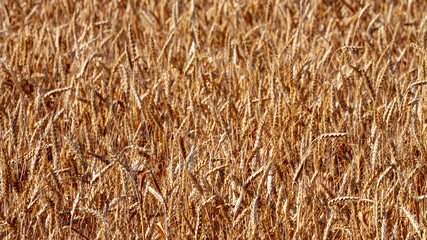 Wheat field and blue sky