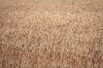 Wheat field and blue sky