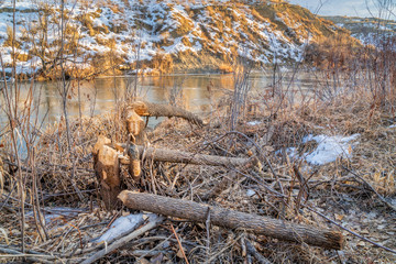 Trees damaged by beavers on a river shore