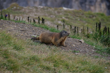 Marmot, animal