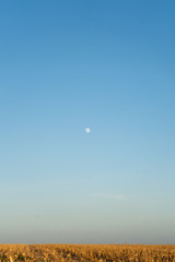 Corn Field Gradient