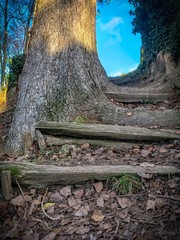 Steps in the forest during Autumn. 