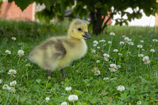 cute baby gosling