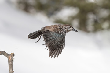 Eurasian nutcracker in flight on snow (Nucifraga caryocatactes)