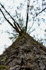 tree in spring