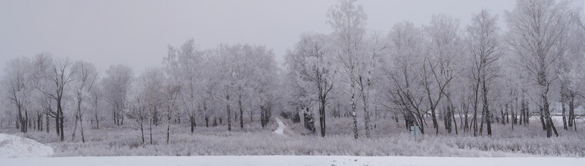 Fototapeta na wymiar A panorama of forest during winter season.