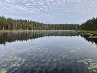 Fototapeta premium A picturesque lake in a coniferous forest. Reflection of Cirrus clouds in the water. Water surface. Aquatic vegetation. Beautiful small clouds. Ecology. Environmental protection