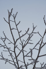 Trees at cold winter day.