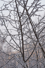 Trees at cold winter day.