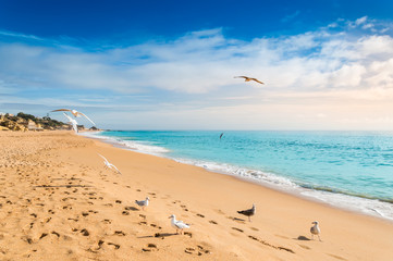 Seagulls flying over sandy beach in Albufeira resort village in Algarve, Portugal.