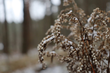 Naklejka premium Macro shot of a frozen plant on a background of snow and forest. A plant with snowflakes on it.