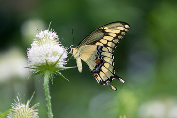 Butterfly 2019-192 / Giant Swallowtail (Papilio cresphontes)