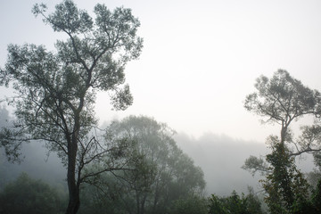 Morning fog and the freshness of the wet forest. Morning in nature in the forest, scattered light through the fog and tree branches