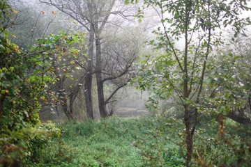 Morning fog and the freshness of the wet forest. Morning in nature in the forest, scattered light through the fog and tree branches