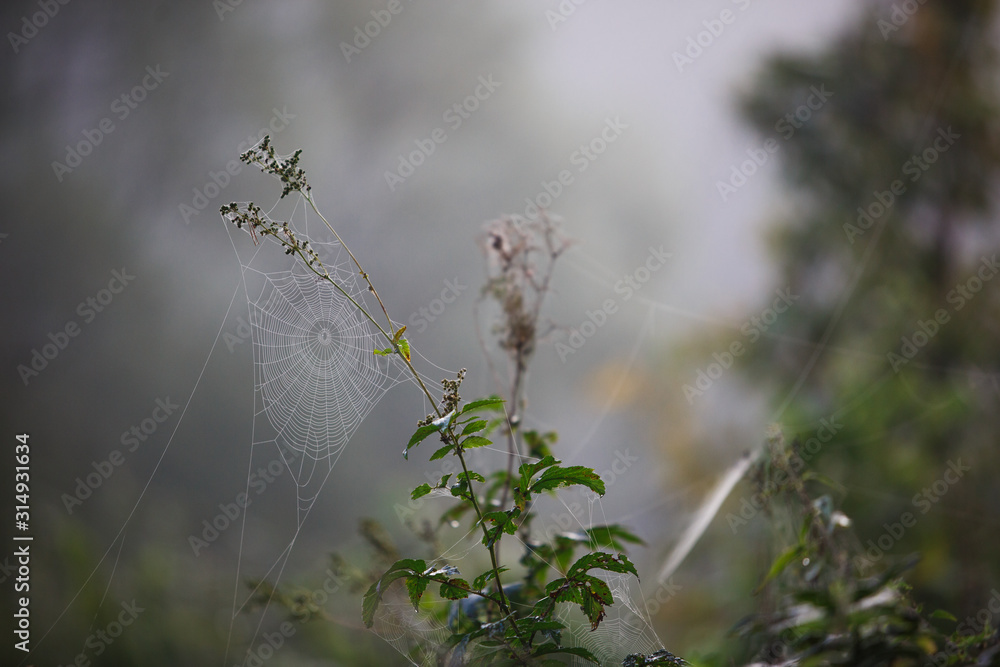 Canvas Prints cobwebs on the grass and branches of trees. the web grid is illuminated by the morning sunlight
