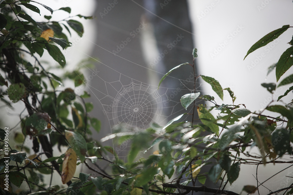 Poster cobwebs on the grass and branches of trees. the web grid is illuminated by the morning sunlight
