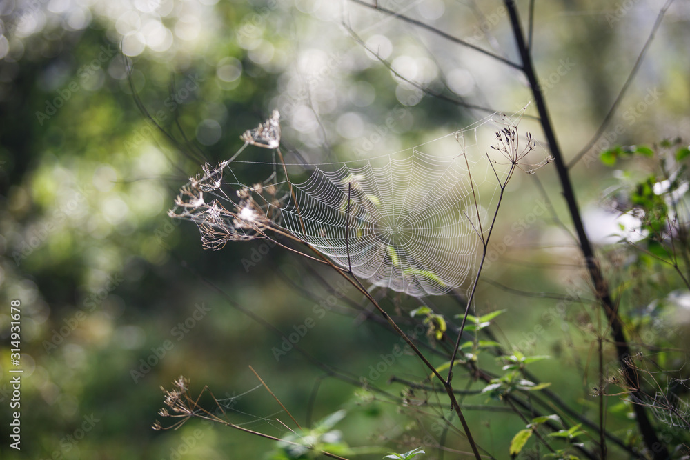 Poster cobwebs on the grass and branches of trees. the web grid is illuminated by the morning sunlight