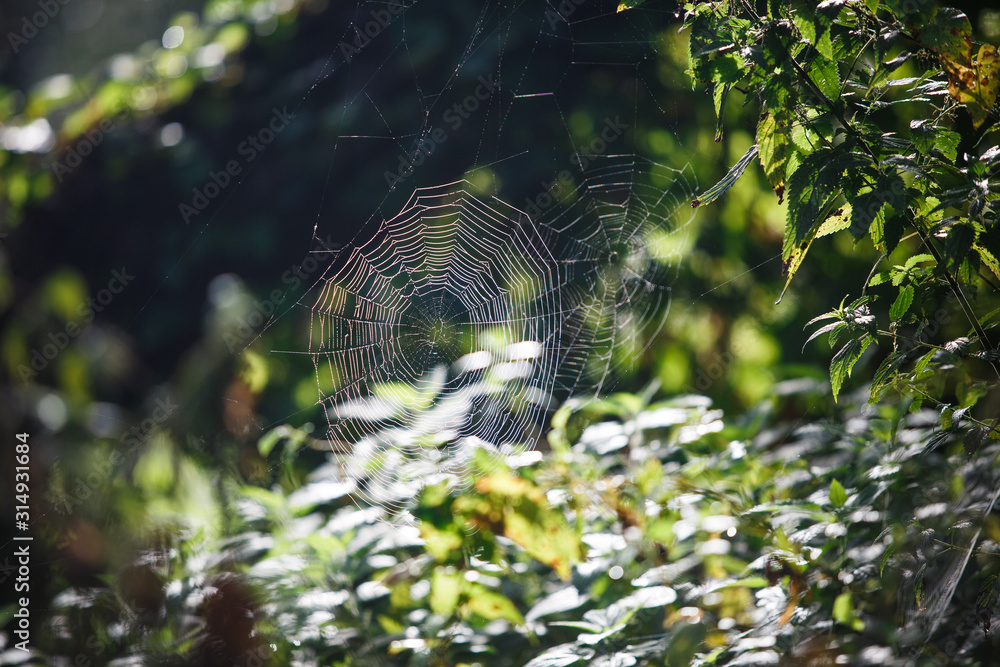 Canvas Prints cobwebs on the grass and branches of trees. the web grid is illuminated by the morning sunlight