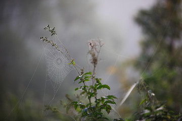 Cobwebs on the grass and branches of trees. The web grid is illuminated by the morning sunlight