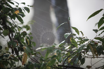 Cobwebs on the grass and branches of trees. The web grid is illuminated by the morning sunlight