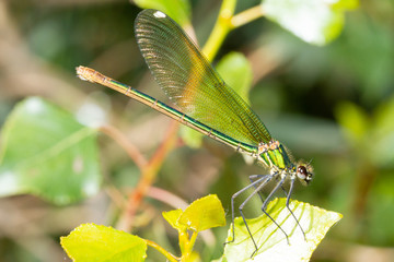 colorful odonato perched on a branch