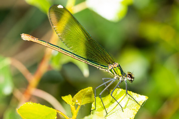 colorful odonato perched on a branch