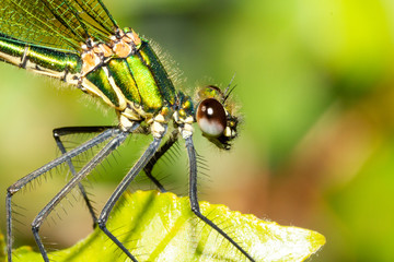 colorful odonato perched on a branch