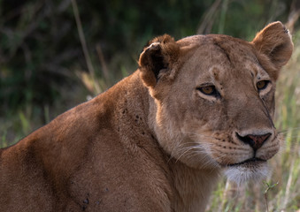 Fototapeta na wymiar lioness portrait