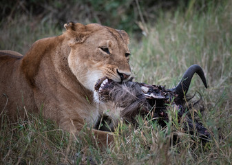 lioness with wildebeest kill