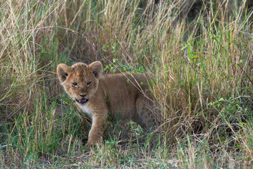 Lion cub in grass