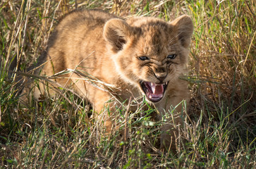 fierce lion cub