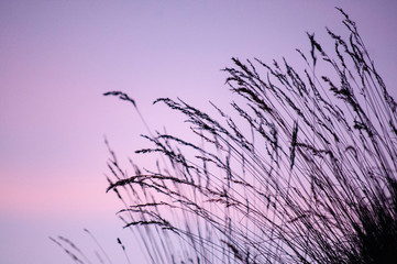 Silhouette d'herbes sur ciel au coucher de soleil.  Silhouette of herbs on sky at sunset.