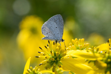 Butterfly 2019-196 / Summer Azure Butterfly (Celastrina Neglecta)