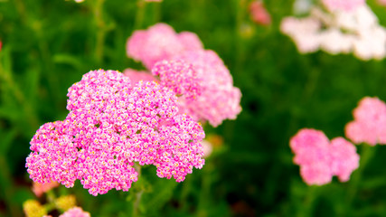 Pink flowers against a deep green background in a natural garden