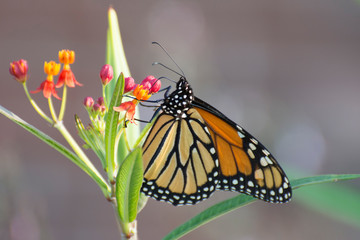 Butterfly 2019-197 / Monarch butterfly (Danaus plexippus) 