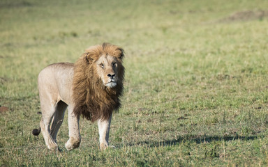 Naklejka premium Male lion 