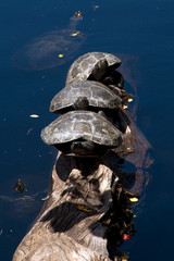 Fototapeta na wymiar Three Turtles on a log