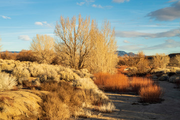 autumn winter desert plants and trees with distant hills and mountains