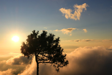 Dark shadow of pine tree with beautiful scenery of mountain, mist sea, beautiful golden light shines on sky and sunrise sun rises up from horizon at view point of Phu chi phoe in the early morning, Kh