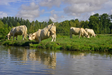 Vache charolaise surprise dans les marais poitevin, département de la Vendée en région...