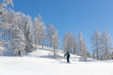 Fototapeta na wymiar Ski mountaineer on touring skis among white trees. Winter activities in the Austrian Alps