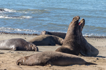 Male Elephant Seals Battling for Dominance on the Beach at Ano Nuevo