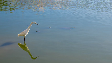 white egret fishing in the lake and its reflection reflected in the water