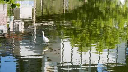 White heron in pond reflection