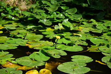 Roślinność nadwodna przy brzegu rzeki w letni pogodny dzień.