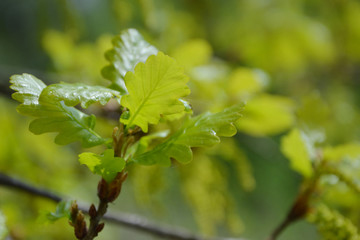Oak branch with young leaves.